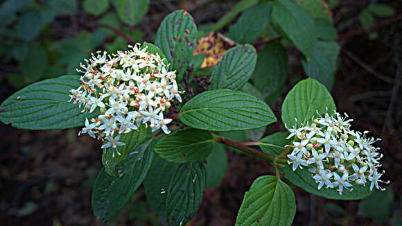 Image of redosier dogwood