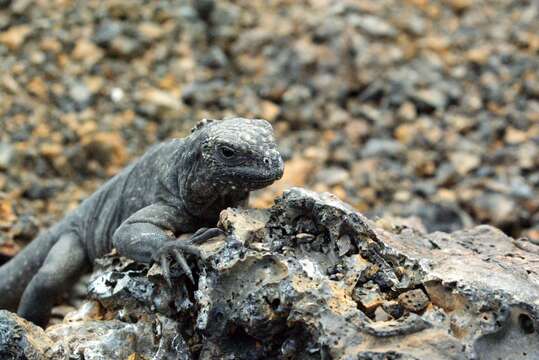 Image of marine iguana