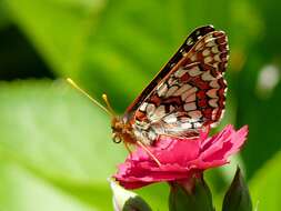 Image of Euphydryas chalcedona