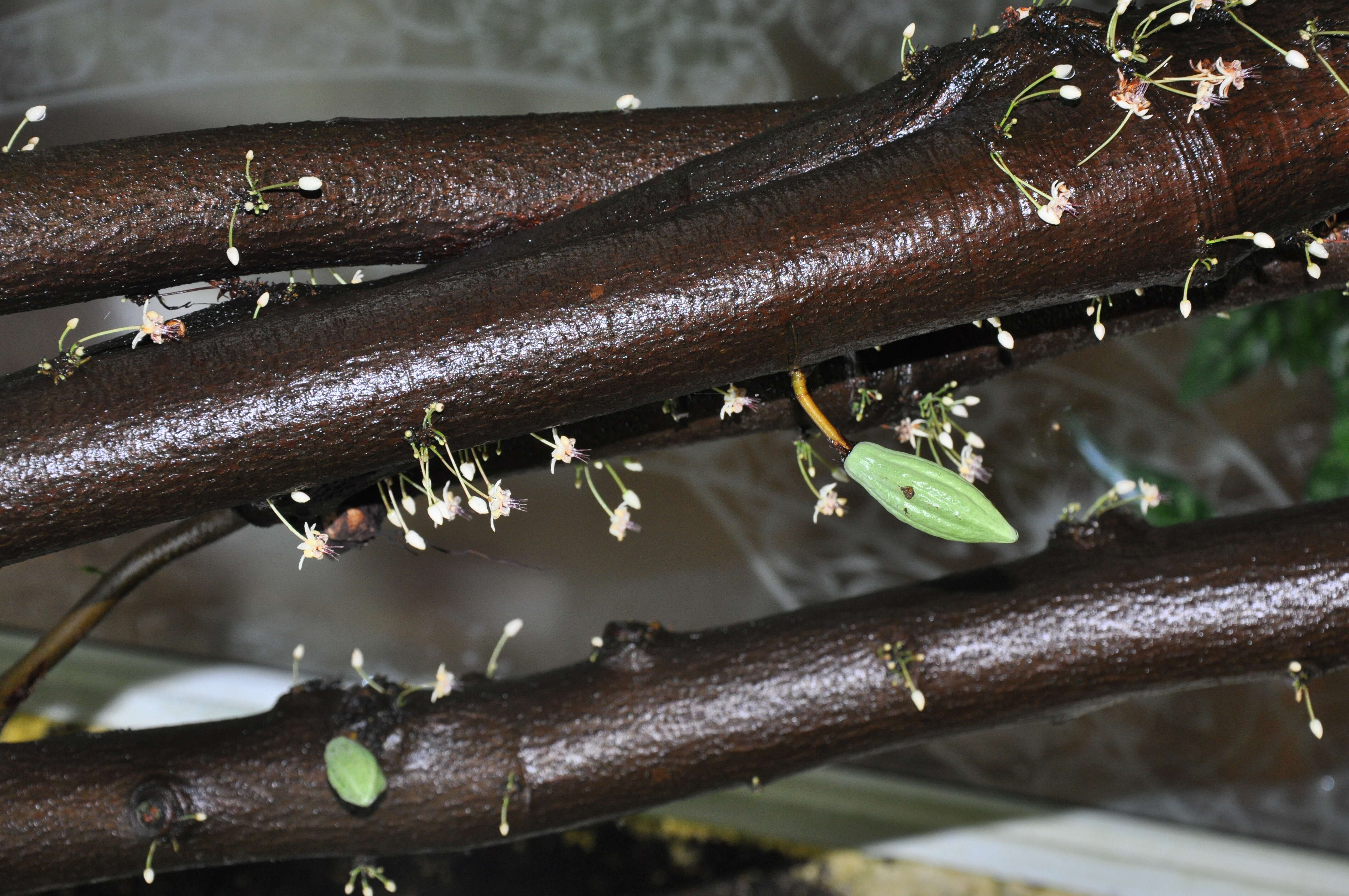 Image of Cacao Tree