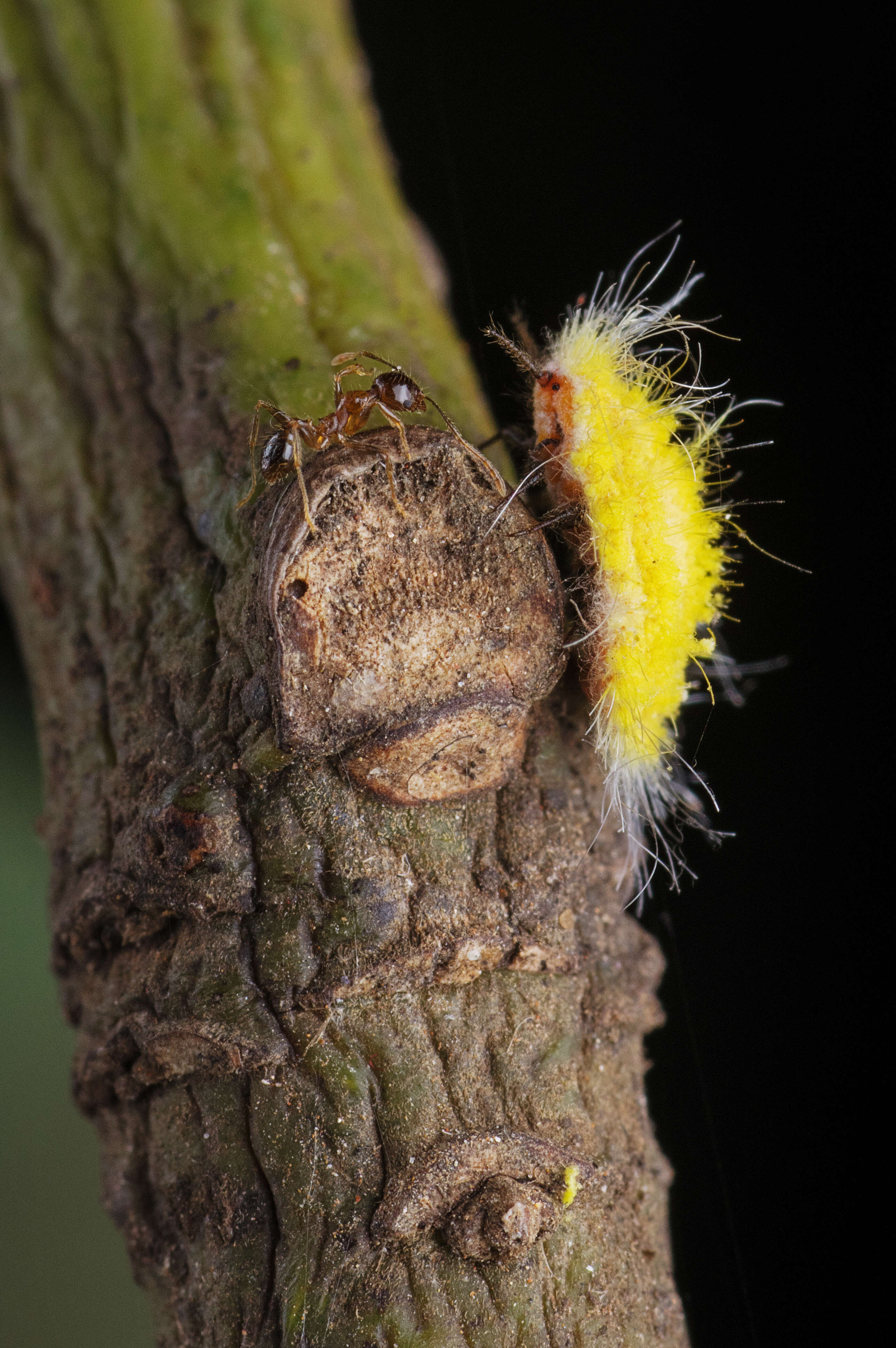 Image of giant scale insects