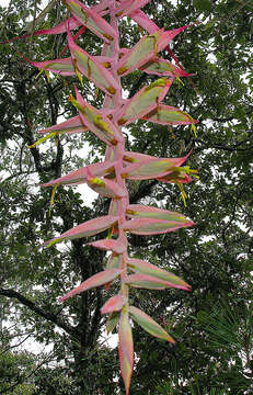 Image of Tillandsia prodigiosa (Lem.) Baker