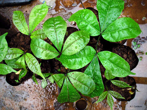 Image of Quassia undulata (Guill. & Perr.) D. Dietr.