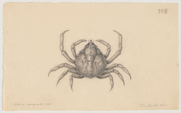 Image of Spider Crabs