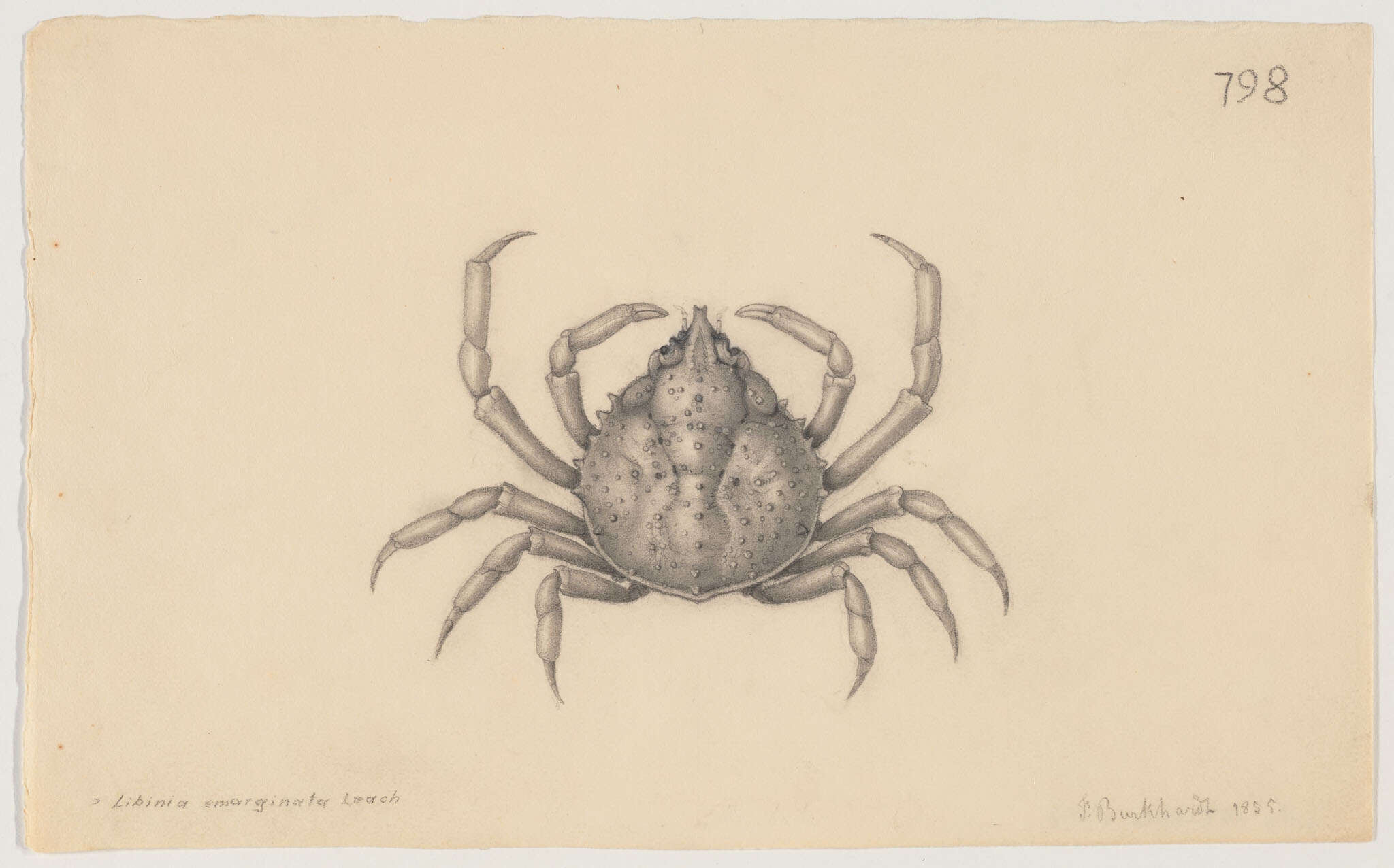 Sivun Majoidea Samouelle 1819 kuva