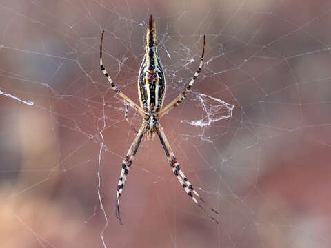 Imagem de Argiope protensa L. Koch 1872