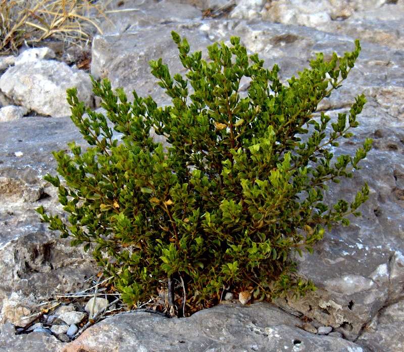 Image of creosote bush