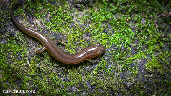 Image of Northern Two-lined Salamander