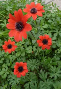 Image of broad-leaved anemone