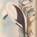 Image of Sula dactylatra personata Gould 1846
