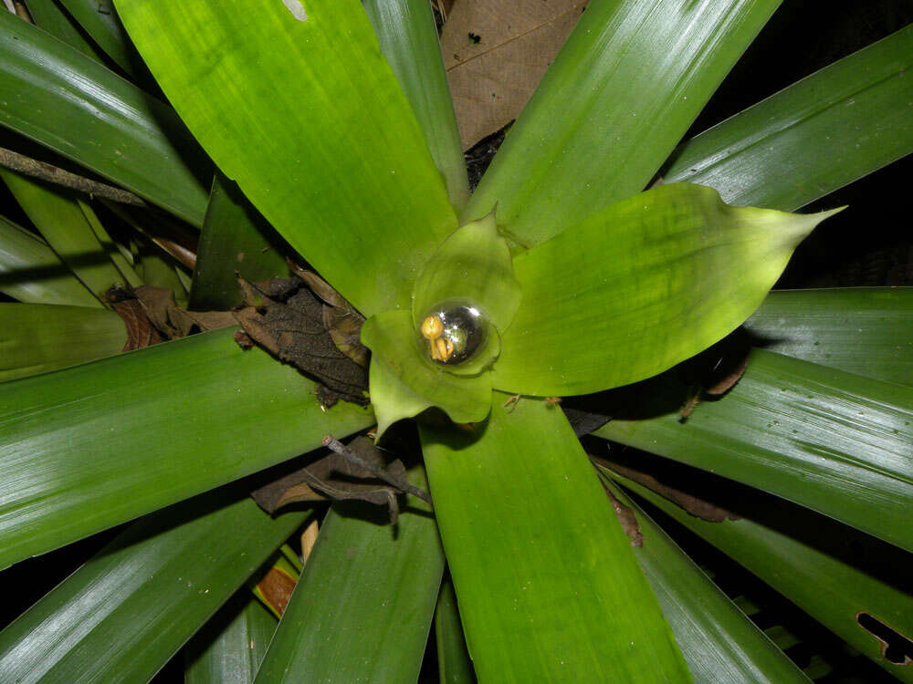 Image of Werauhia