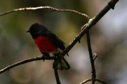 Image of Slate-throated Whitestart