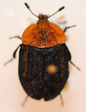 Image of Oiceoptoma