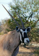 Image of Gemsbok