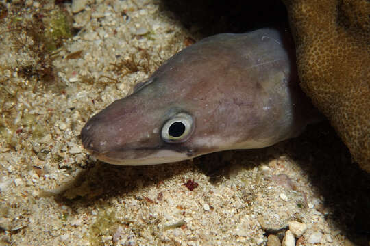 Image of Ash-colored conger eel