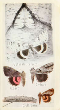 Image de Catocala relicta Walker 1857