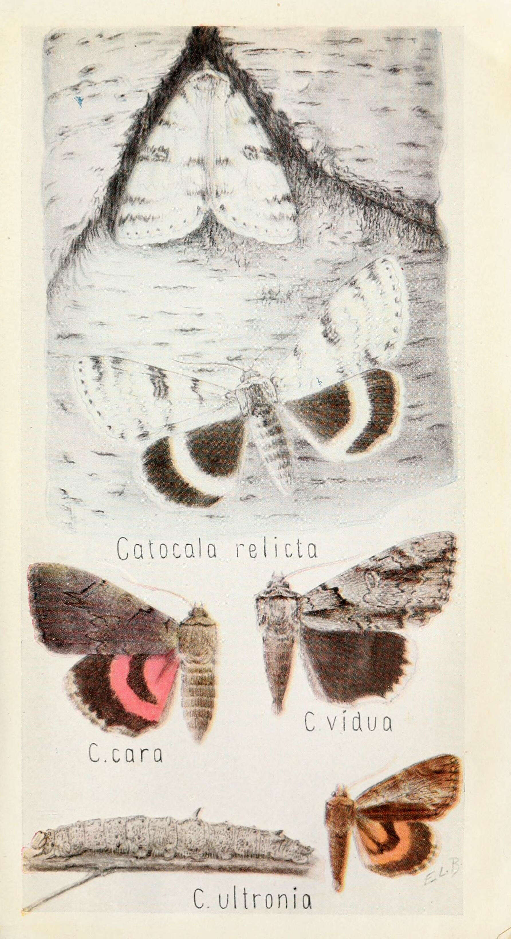 Image of Catocalini