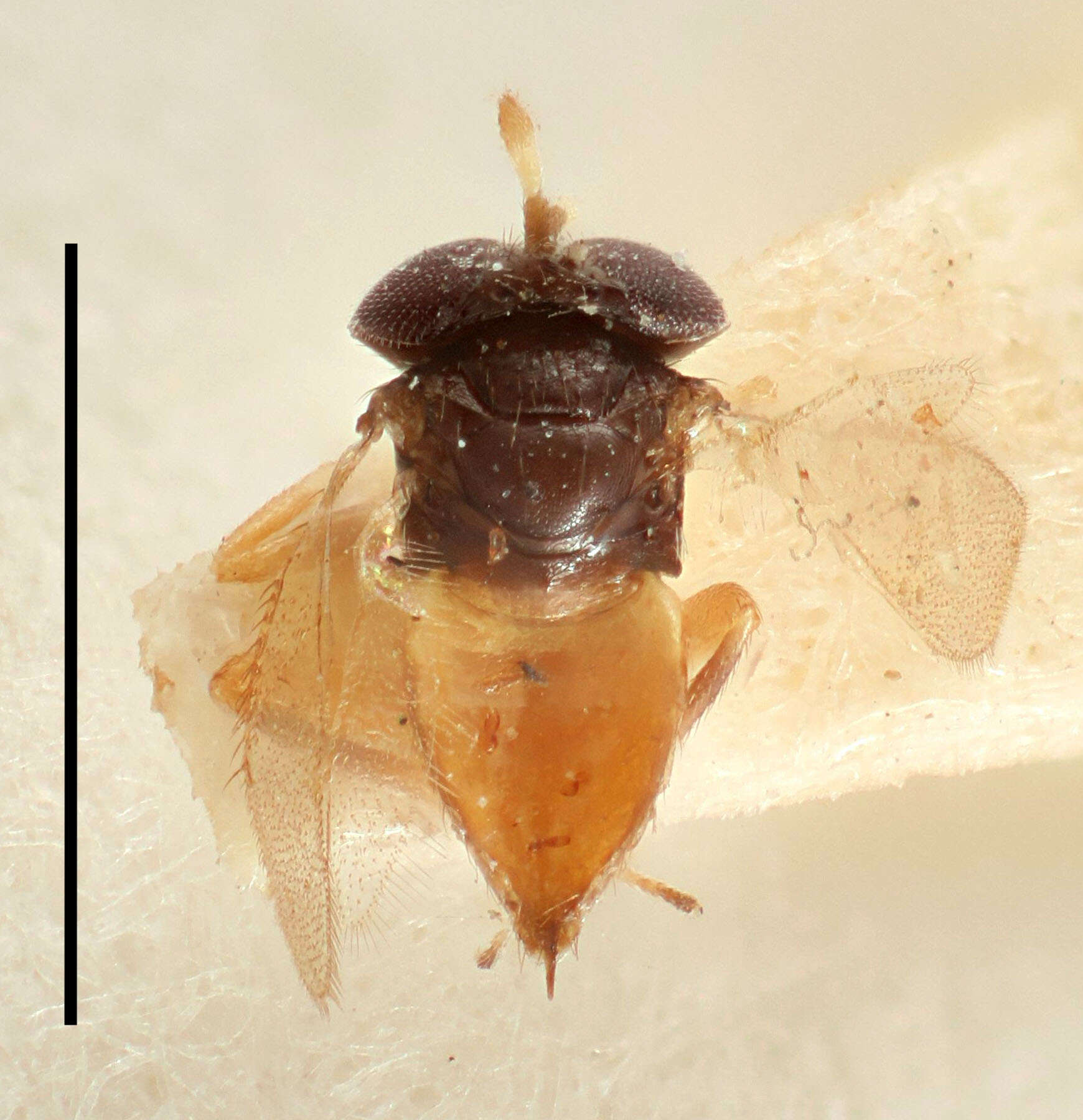 Aphelinidae resmi