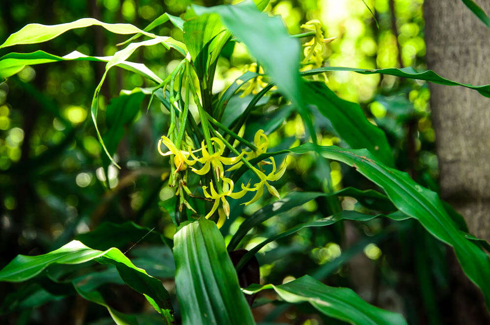 Image of Grass orchids