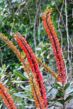 Image of Norantea