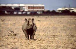 Image of Black Rhinoceros