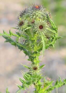 Image of cottonthistle