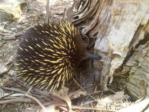 Image of Short-beaked Echidnas