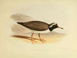 Image of Thinornis Gray & GR 1844