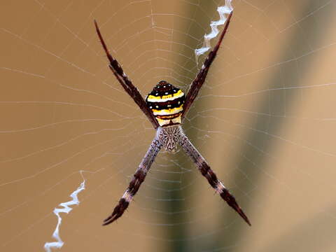 Imagem de Argiope