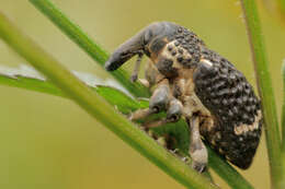 Hylobius abietis (Linnaeus & C. 1758)的圖片