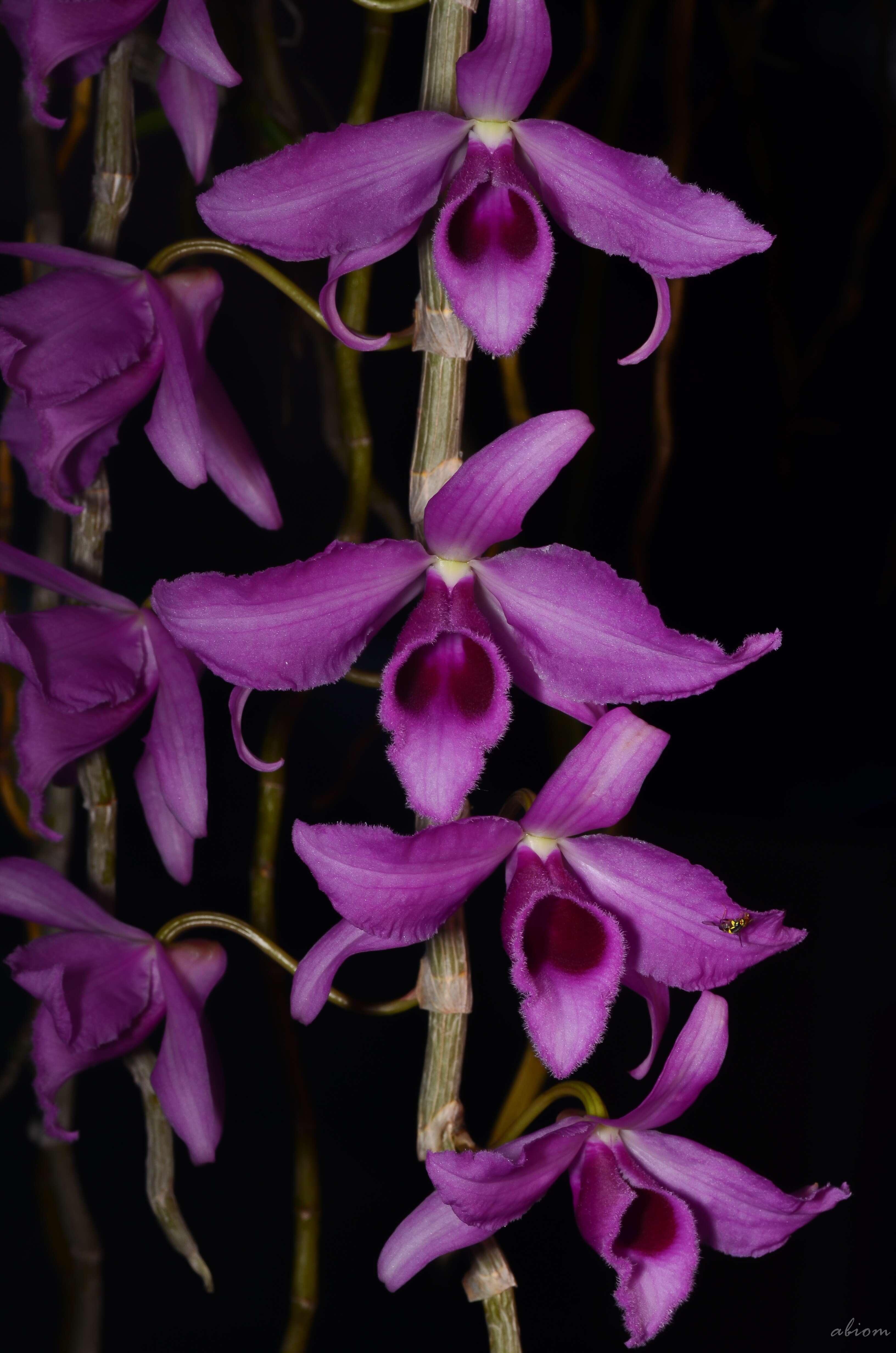 Plancia ëd Dendrobium anosmum Lindl.