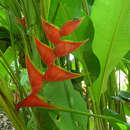 Image of Dwarf Jamaican Heliconia