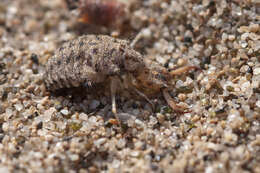 Image of Antlion