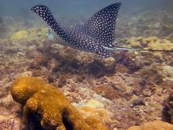 Image of Black eagle ray