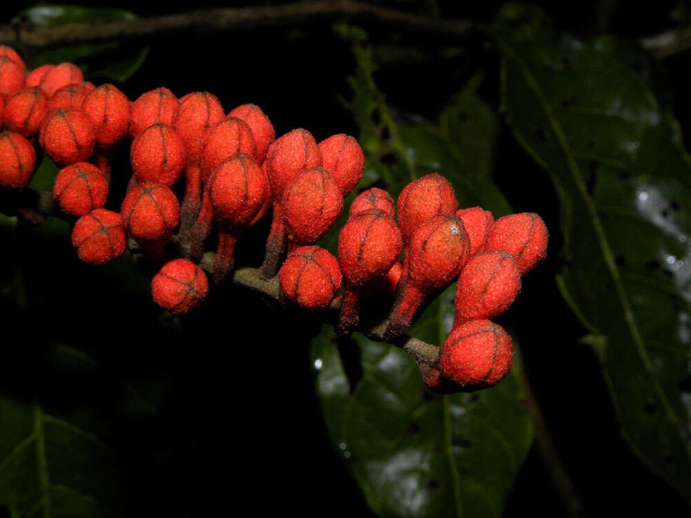 Image of Combretum fruticosum (Loefl.) Stuntz