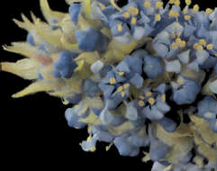 Image of Ceanothus thyrsiflorus thyrsiflorus