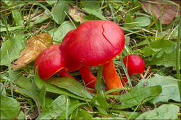 Image de Hygrocybe coccinea (Schaeff.) P. Kumm. 1871