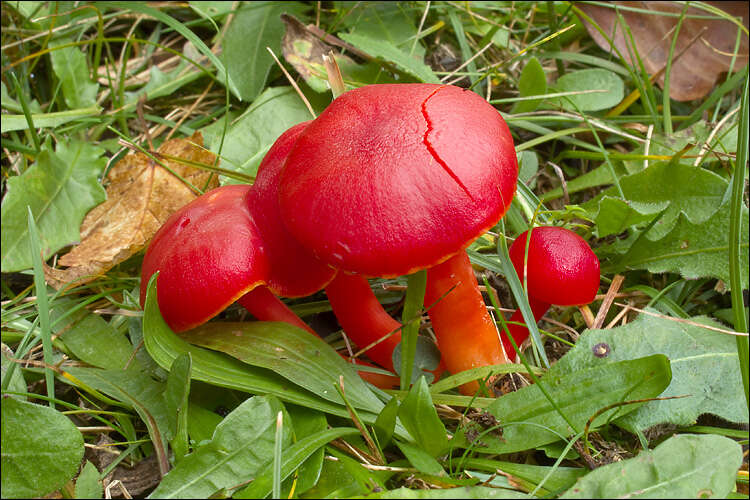 Image de Hygrocybe