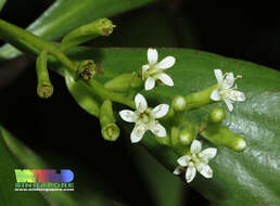 Image of black mangrove