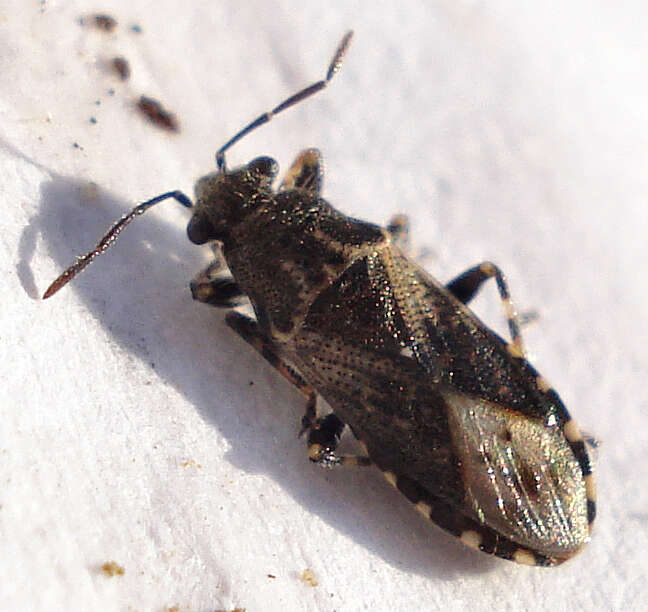 Image of Heterogastridae