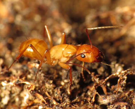 Image de Camponotus castaneus (Latreille 1802)