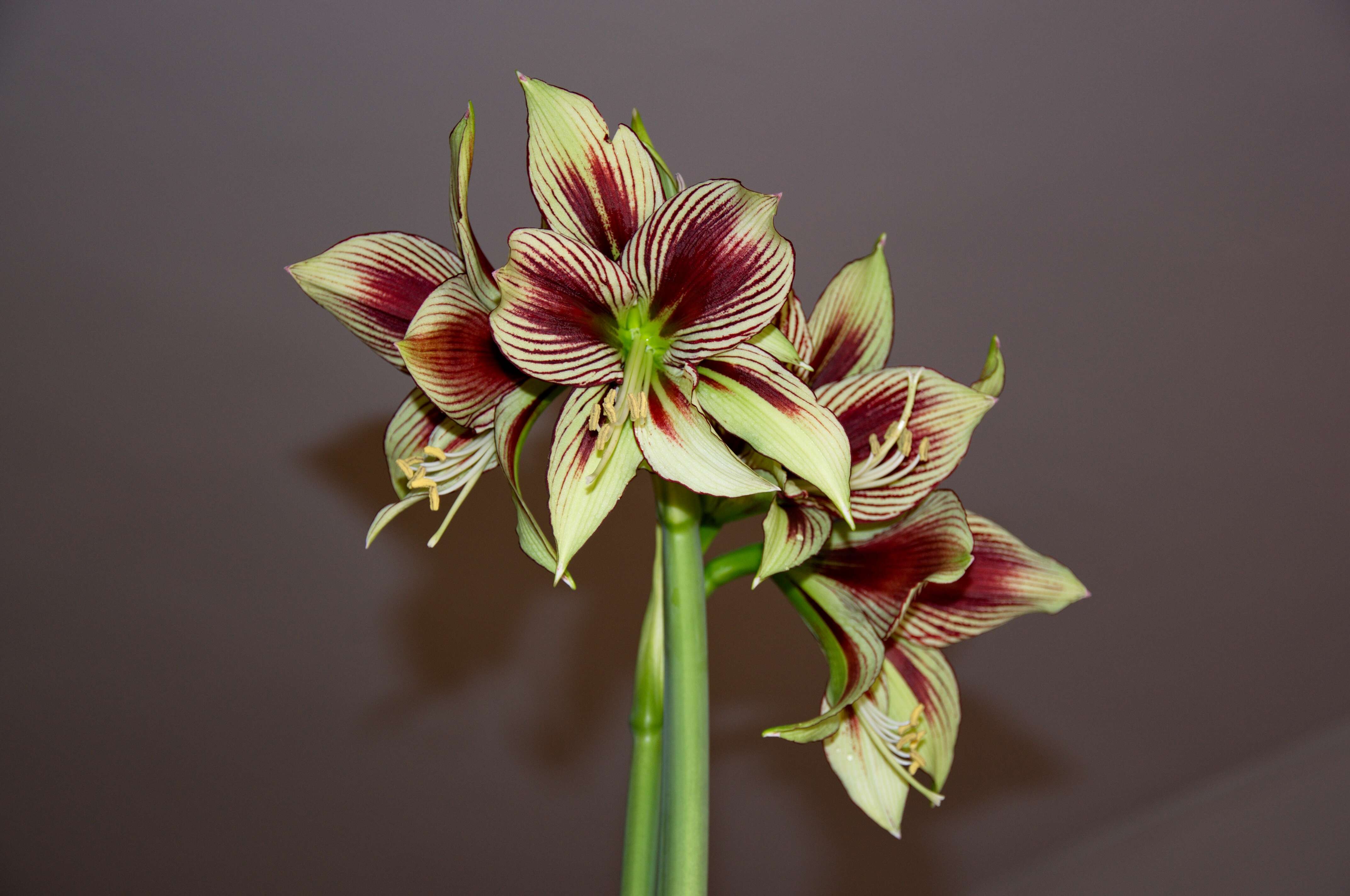 Imagem de Hippeastrum papilio (Ravenna) Van Scheepen