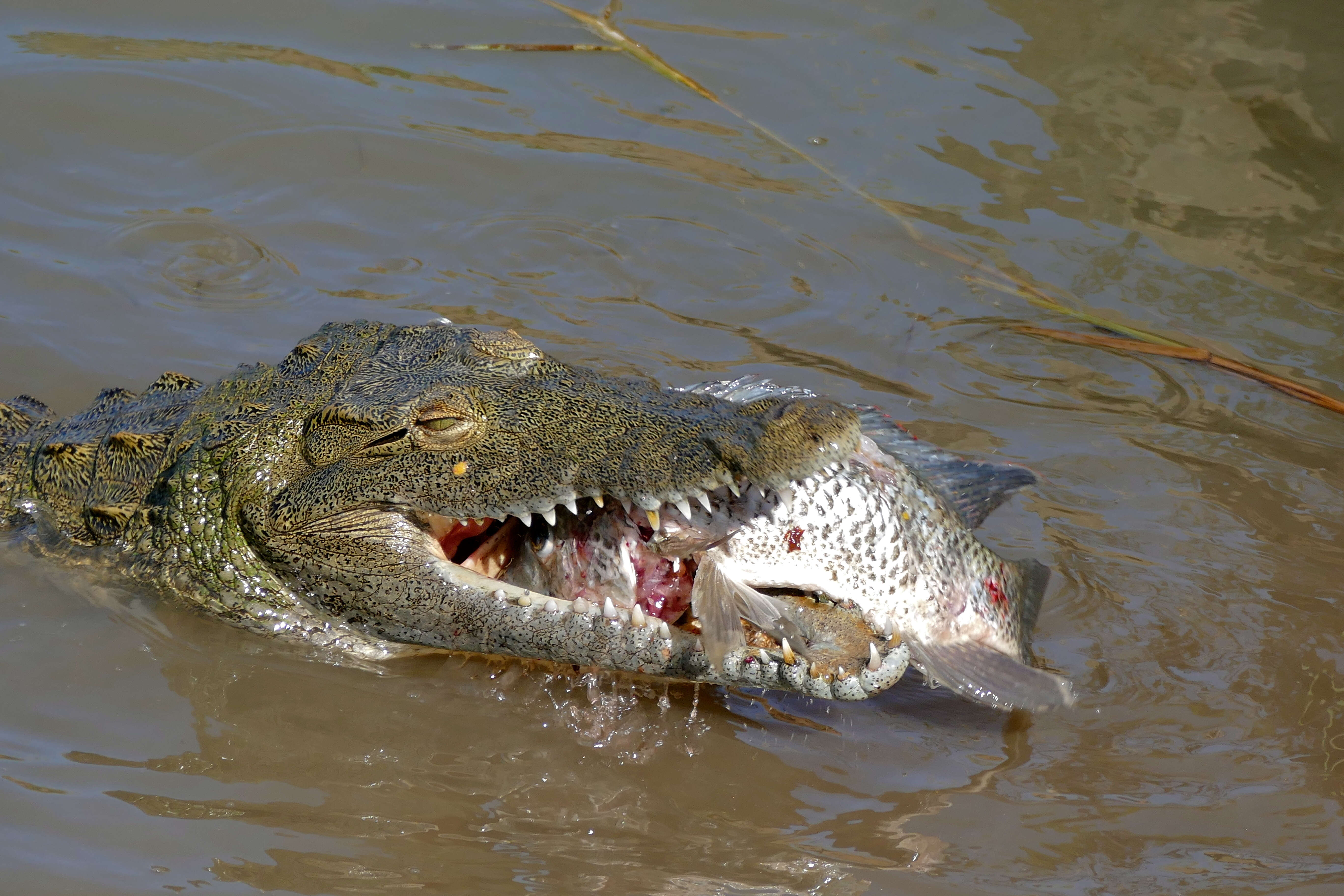 Image of crocodiles