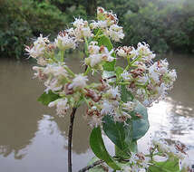 Bothriospora corymbosa (Benth.) Hook. fil. resmi