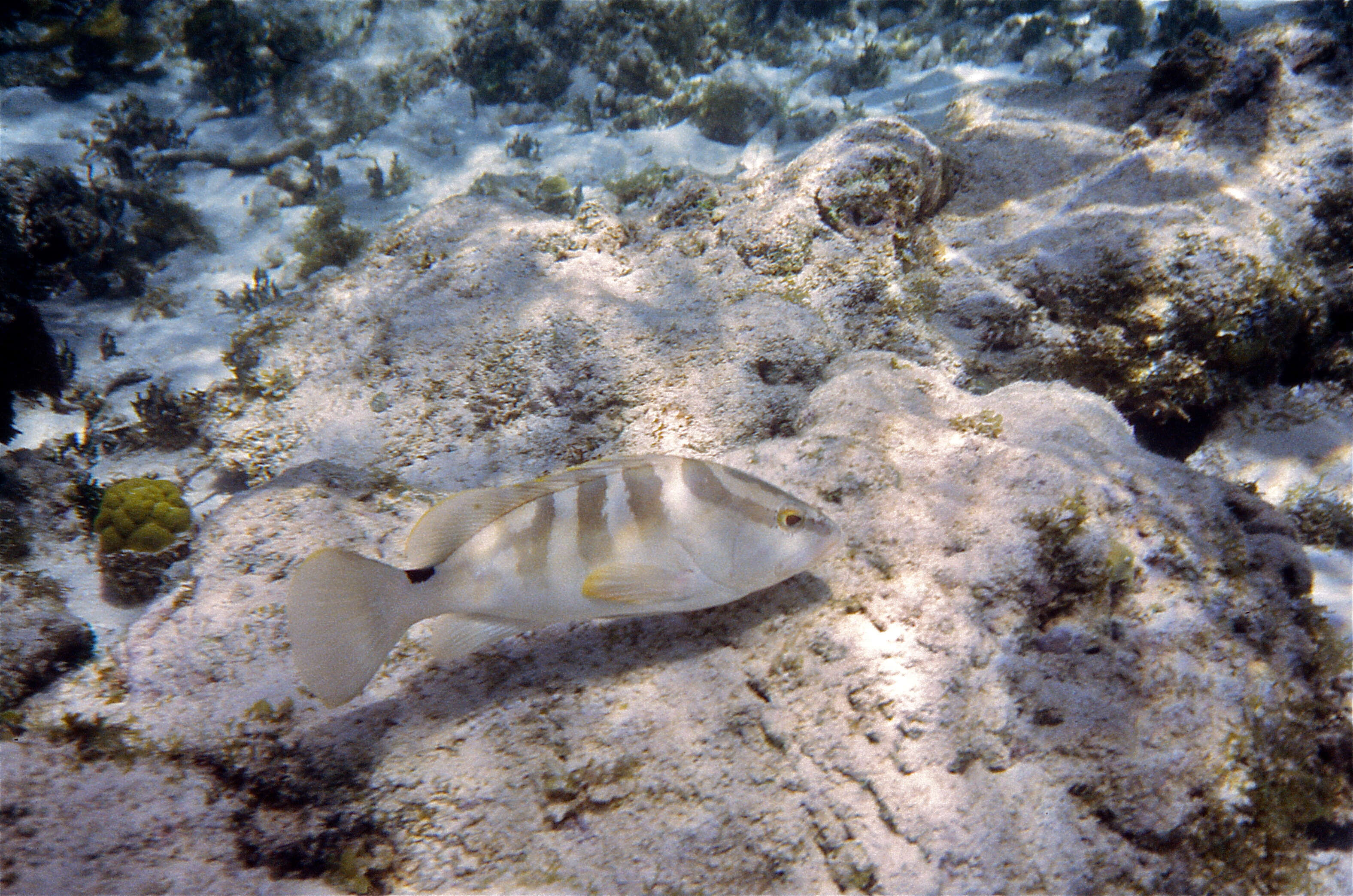 Слика од Epinephelus striatus (Bloch 1792)