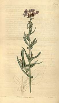 Image of Plumbago europaea L.