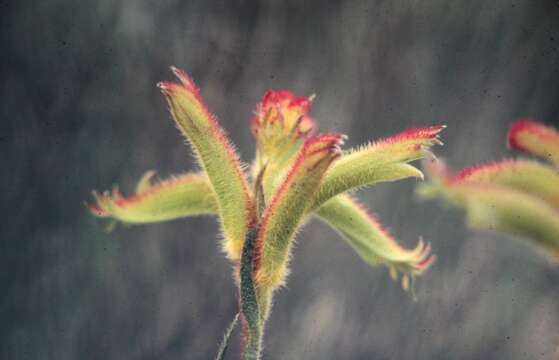 Image of Magnoliophyta