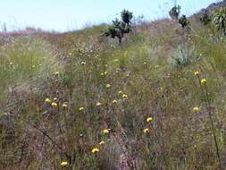 Image of yellow-eyed-grass family