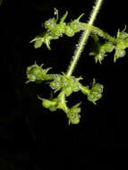 Image of Psychotria acicularis C. M. Taylor