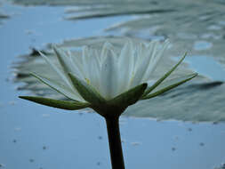 Image of Dotleaf waterlily